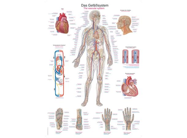 Plakat Vascular System 50 x 70 cm Papir AL 506
